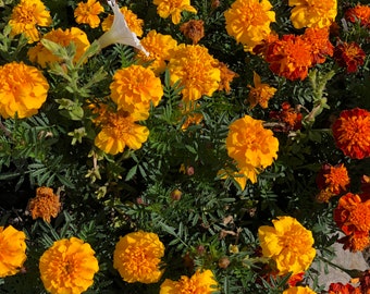 Crackerjack French Marigold Flower (Tagetes Erecta) Seeds