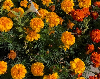 il_340x270.3592081077_qid7.jpg