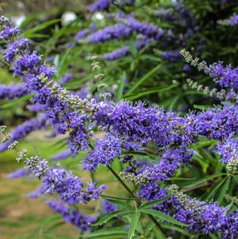 Może przedstawiać: Zbliżenie na krzew z kępami fioletowych kwiatów. Kwiaty są w pełnym rozkwicie i mają delikatny, pierzasty wygląd.