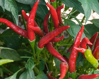 Semi biologici di pianta di peperoncino Anaheim (Capsicum Annuum).