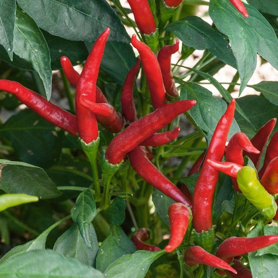 Organic Anaheim Chili Pepper Plant (capsicum Annuum) Seeds - Etsy Canada
