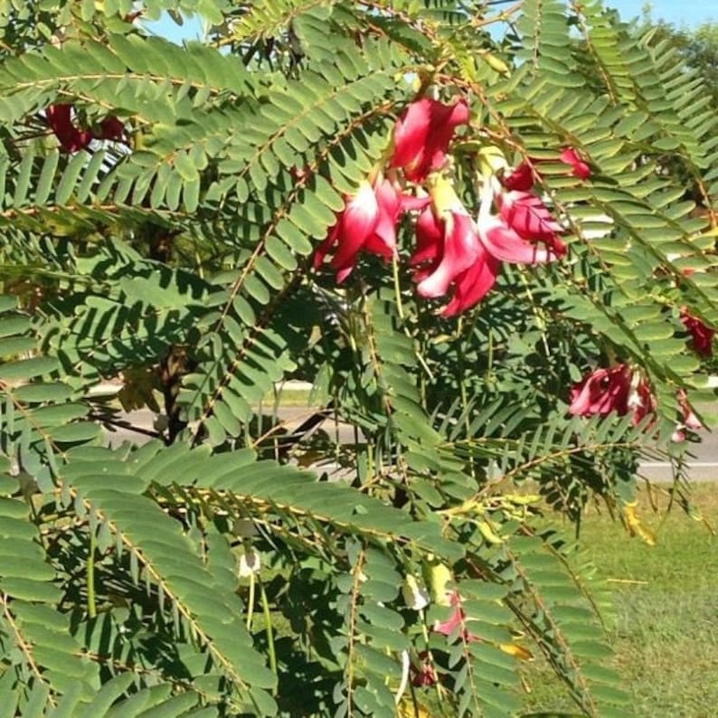 Hummingbird Tree Sesbania Grandiflora Seeds image 5