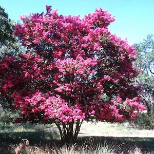 Pink Crepe Myrtle Tree (Lagerstroemia Indica 'Pink Velour') zaden