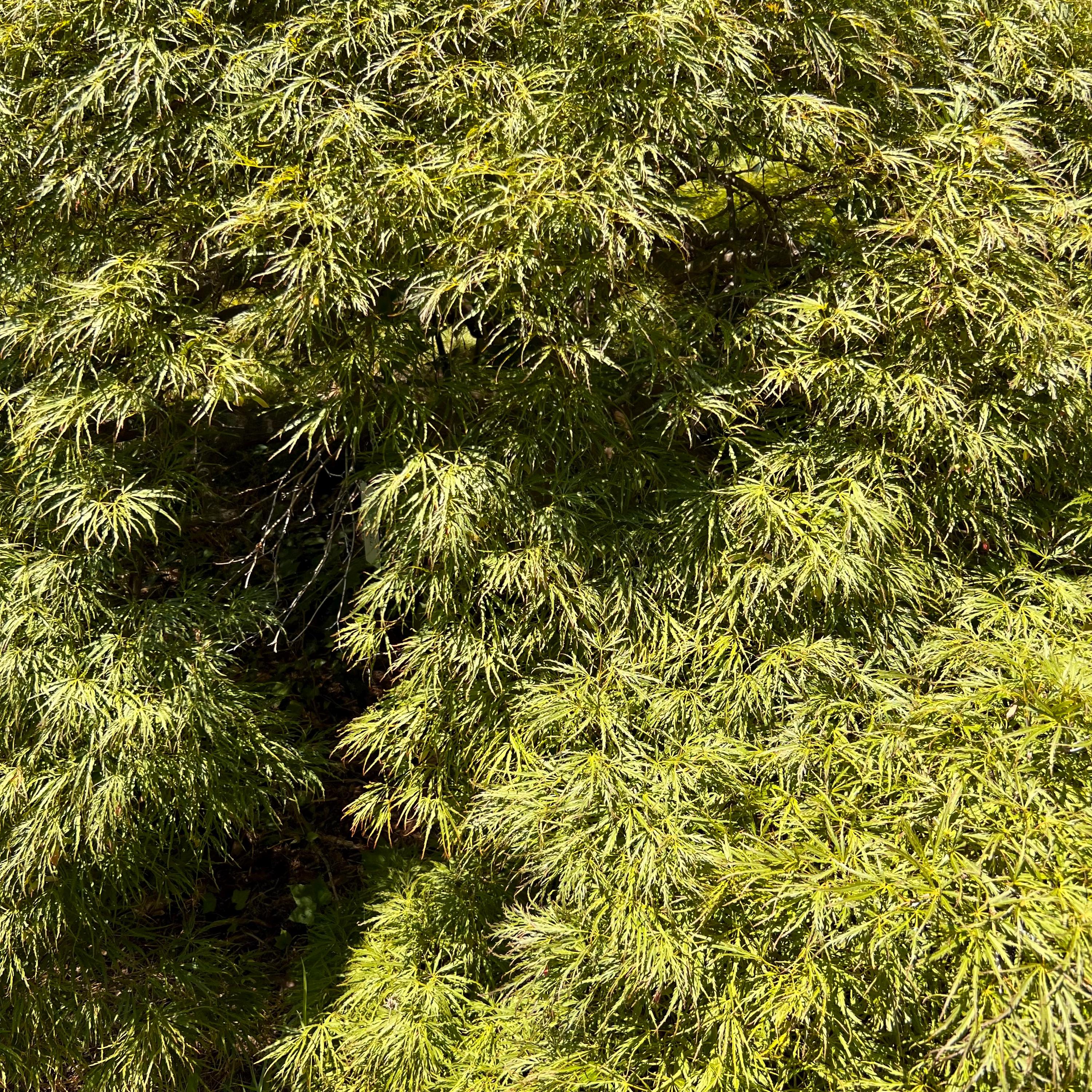 Toyama-nishiki Japanese Maple Tree (acer Palmatum 'toyama-nishiki