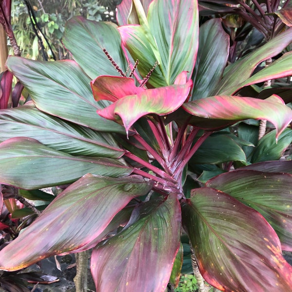 Big Mama Cordyline Ti Plant Seeds