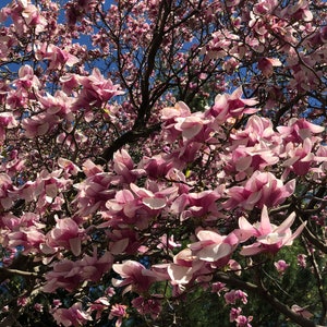 Saucer Magnolia Tree Magnolia Soulangeana Seeds image 7