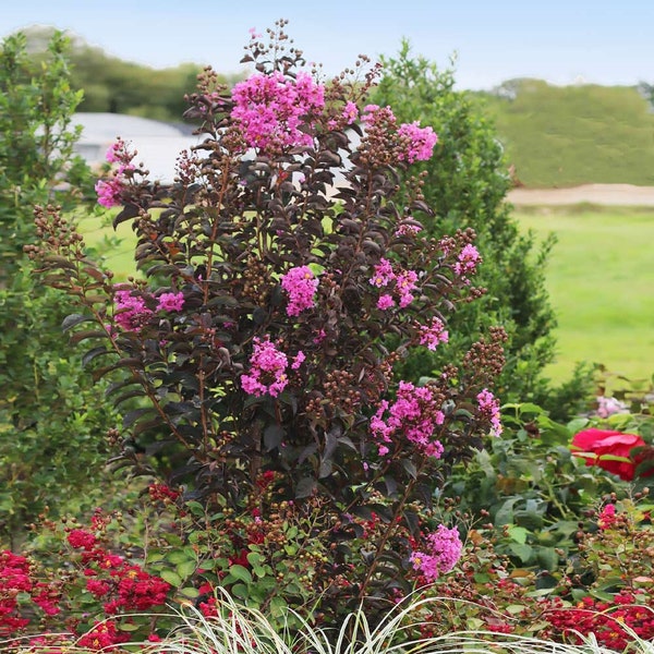 Black Diamond 'Purely Purple' Crepe Myrtle Tree (Lagerstroemia Indica 'Purple') Seeds - NEW FOR 2024