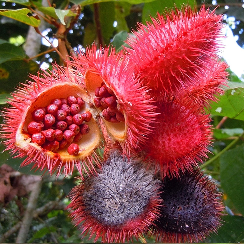 Achiote Lipstick Tree Bixa Orellana Seeds image 5