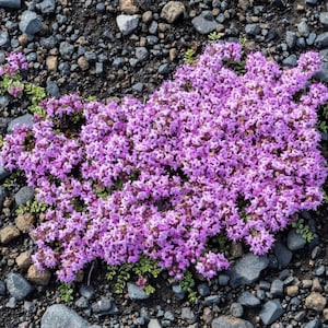 Wild Creeping Thyme Ornamental Groundcover (Thymus Pulegioides) Seeds