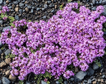 Wild Creeping Thyme Ornamental Groundcover (Thymus Pulegioides) Seeds