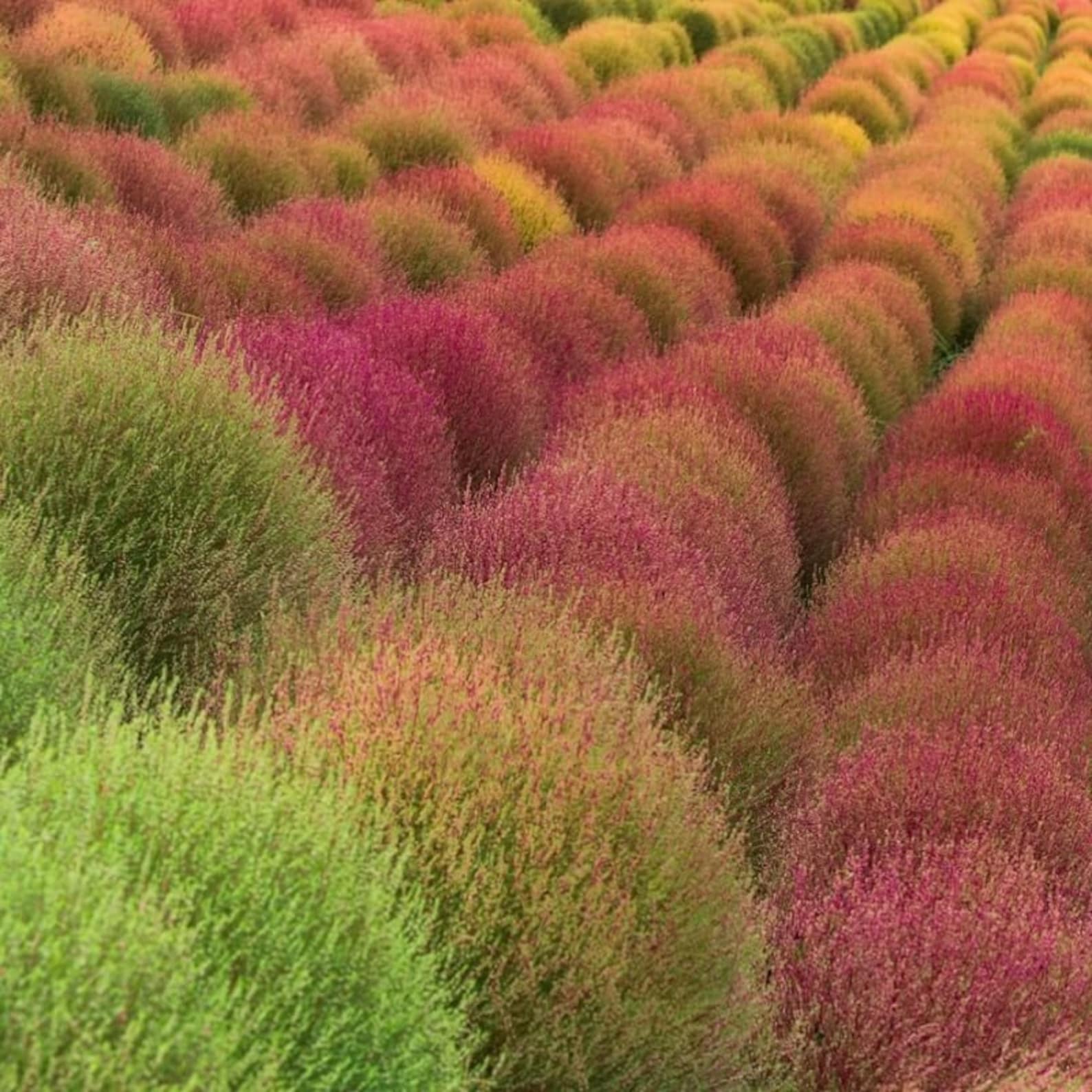Kochia Burning Ornamental Grass kochia Trichophylla Seeds Etsy