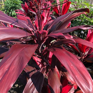 Firebrand Cordyline Ti Plant Seeds - NEW FOR 2024