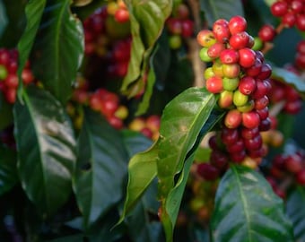 May include: Close-up of a coffee plant with green leaves and clusters of red coffee beans.