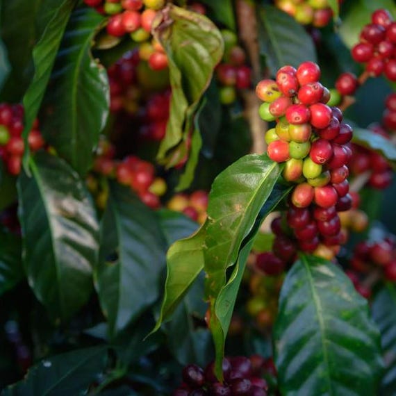Bio Arabica Kaffeepflanze Samen - Costa Rica Sorte - Etsy.de