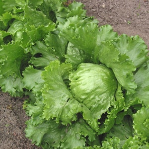 Organic Iceberg Lettuce Plant Lactuca Sativa Seeds image 2