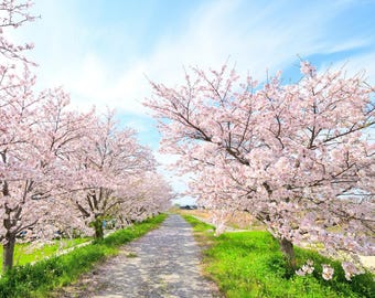 Omaro-Ariake Japanese Flowering Cherry Tree (Prunus Serrulata 'Omaro-Ariake') Seeds - NEW FOR 2025