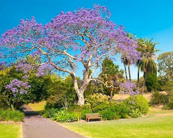 Paulownia Tomentosa Immagini E Fotografie Stock Ad Alta Risoluzione