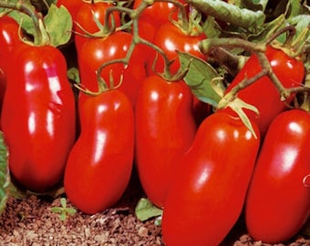 Semillas orgánicas de tomate San Marzano (Solanum Lycopersicum)