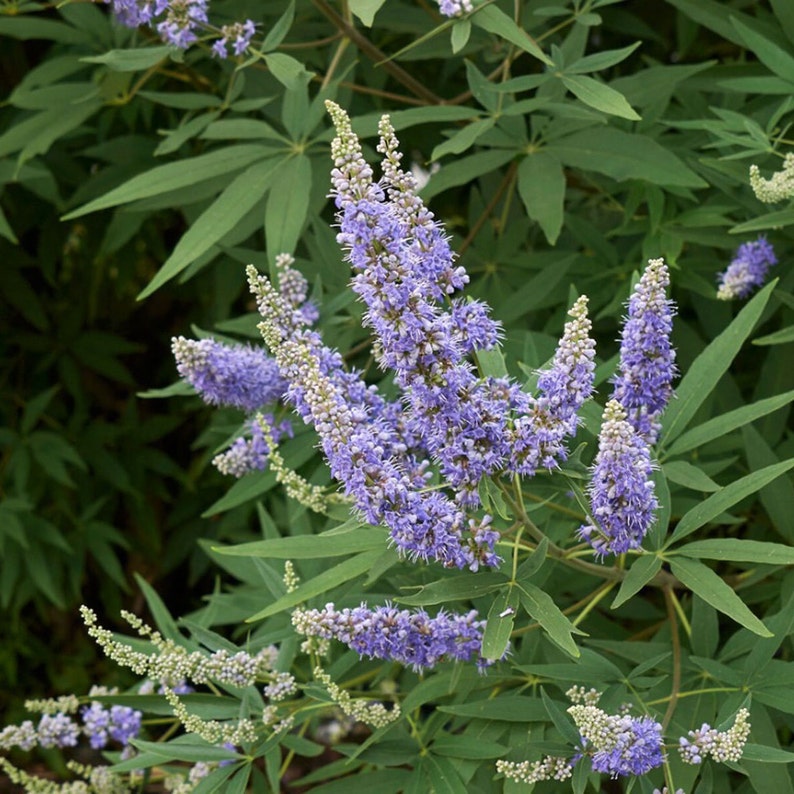 Chaste Tree Vitex Agnus-Castus Seeds image 7