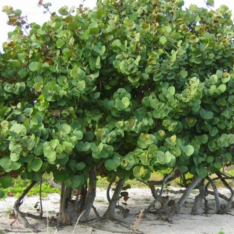 Sea Grape Tree Coccoloba Uvifera Seeds image 3