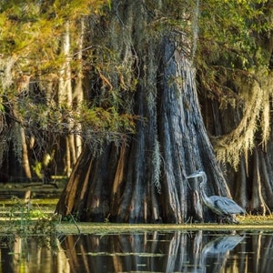 Bald Cypress Tree Taxodium Distichum Seeds Northern Variety image 4