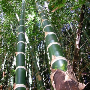 Pode incluir: Close-up de um bosque de bambu com padrões de listras verdes e brancas. O bambu cresce em um ambiente florestal denso.