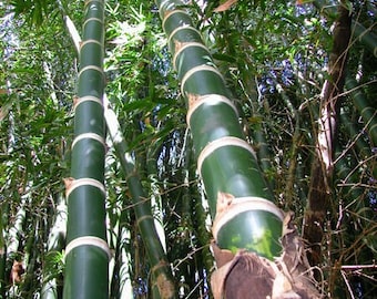 Giant Thorny Bamboo (Bambusa Arundinacea) Seeds