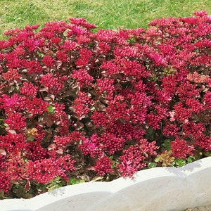 Dragon's Blood Stonecrop Groundcover Plant (Sedum Spurium Coccineum) Seeds