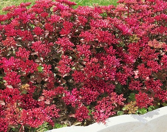 Dragon's Blood Stonecrop Groundcover Plant (Sedum Spurium Coccineum) Seeds