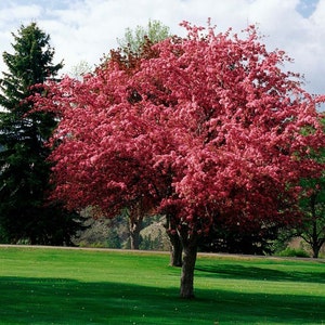 Himalayan Crabapple Tree Malus Baccata Seeds image 1