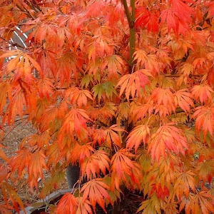 Omure Yama Japanese Maple Tree (Acer Palmatum &#39;Omure Yama&#39;) Seeds - NEW FOR 2025