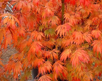 May include: A close-up of a Japanese maple tree with vibrant orange and red leaves. The leaves are delicate and intricate, creating a beautiful autumnal display.