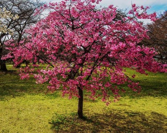 Cherokee Chief Flowering Dogwood Tree (Cornus Florida 'Cherokee Chief') Seeds
