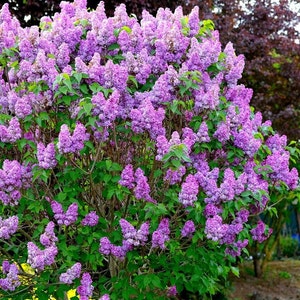 Lilac Tree Shrub (Syringa Vulgaris) Seeds