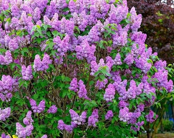Lilac Tree Shrub (Syringa Vulgaris) Seeds