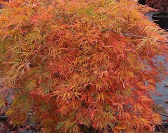 May include: A Japanese maple tree with vibrant orange, red, and green foliage. The leaves are delicate and feathery, creating a soft, airy look. The tree is in a pot and is likely in a garden setting.