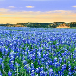 Texas Bluebonnet Flower (Lupinus Texensis) Seeds