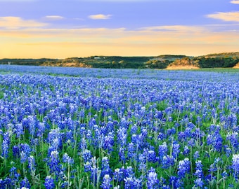 Texas Bluebonnet Flower (Lupinus Texensis) Seeds