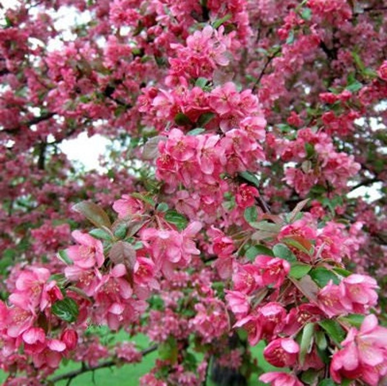 Himalayan Crabapple Tree Malus Baccata Seeds image 2