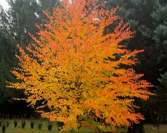 Japanskt Katsura-träd (Cerci Diphyllum Japonicum) Frön