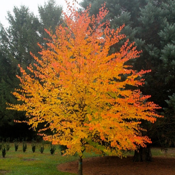 Japanese Katsura Tree (Cerci Diphyllum Japonicum) Seeds