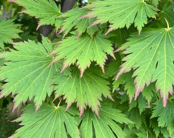 Yama Kagi Full Moon Japanese Maple Tree (acer Japonicum