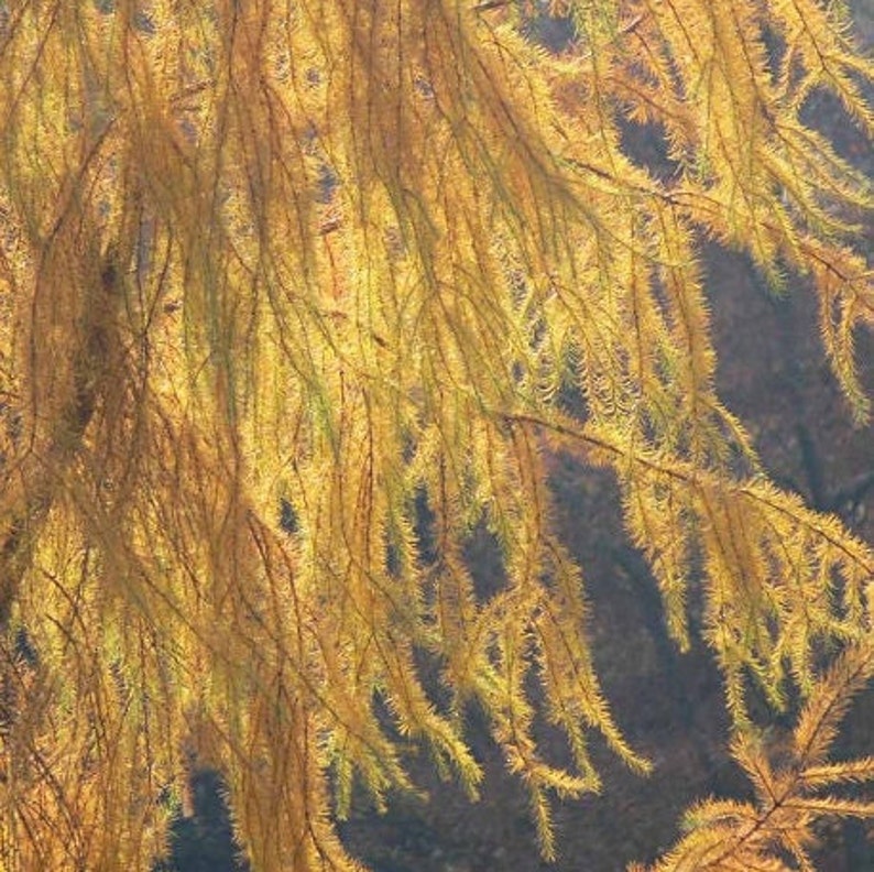 Japanese Larch Tree Larix Kaempferi Seeds image 5