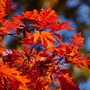 Full Moon &#39;Emmett&#39;s Pumpkin&#39; Japanese Maple Tree (Acer Japonicum &#39;Emmett&#39;s Pumpkin&#39;) Seeds - NEW FOR FALL 2024