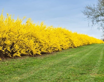 Semillas de la planta Forsythia llorona (Forsythia suspensa)