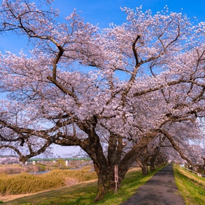 Yoshino Japanese Flowering Cherry Tree (Prunus Yeodensis) Seeds