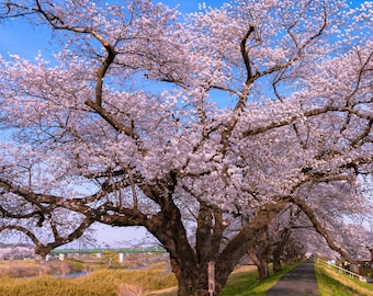 Yoshino Japanese Flowering Cherry Tree (Prunus Yeodensis) Seeds