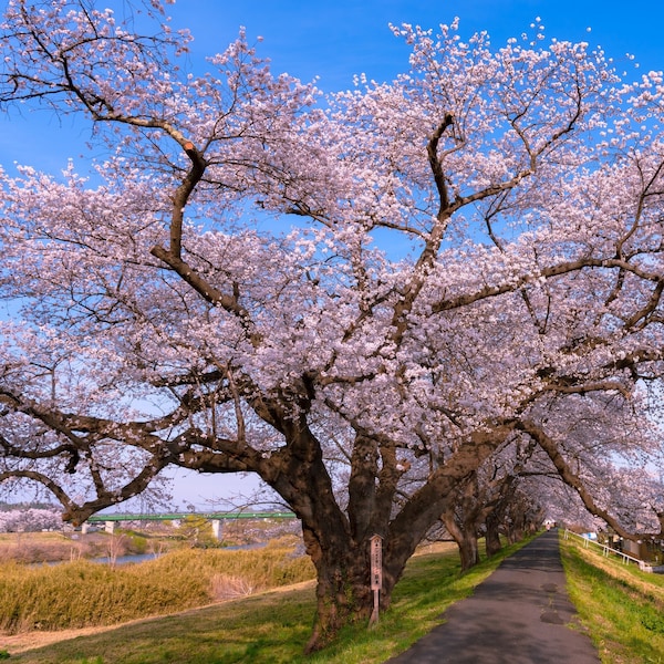Graines de cerisier japonais Yoshino (Prunus Yeodensis)