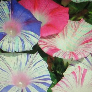 May include: Close-up of several striped morning glory flowers in shades of pink, blue, and white. The flowers have a delicate, ruffled appearance.