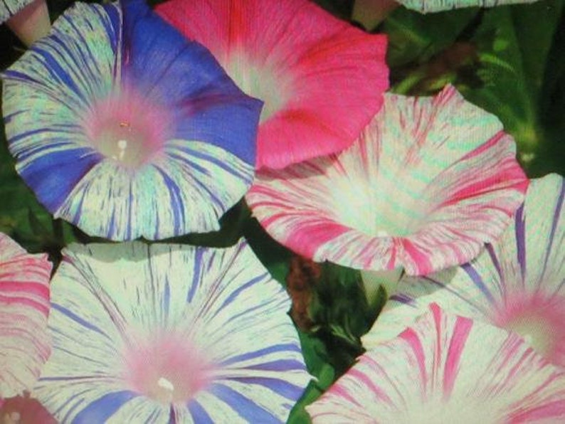 May include: Close-up of several striped morning glory flowers in shades of pink, blue, and white. The flowers have a delicate, ruffled appearance.